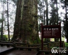 台湾民间传说：关于阿里山神木的传说